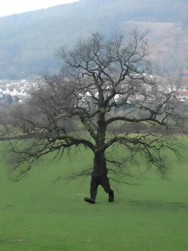 A trippy cursed image of a leafless tree in a green field where the lower trunk has been shaped or edited to look like a pair of massive, wooden legs in mid-stride, making the tree appear to be walking across the landscape.