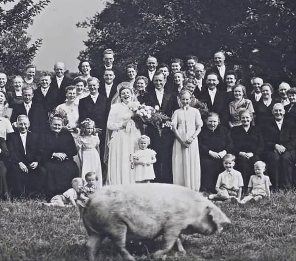Vintage wedding group photo photobombed by large pig casually walking across foreground