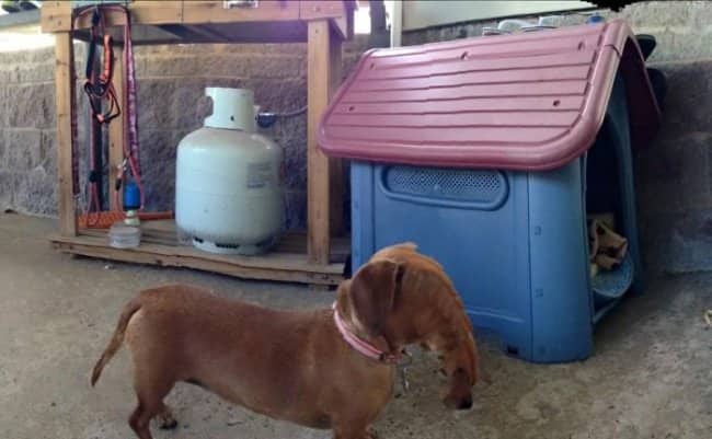 A dachshund panorama fail where its head is distorted into a long, trunk-like shape.