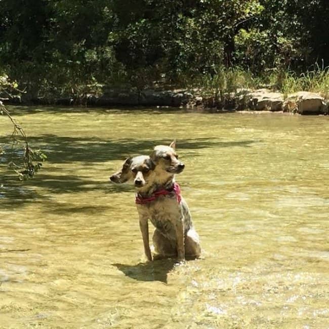 A panorama fail of a dog in a river appearing to have three heads.