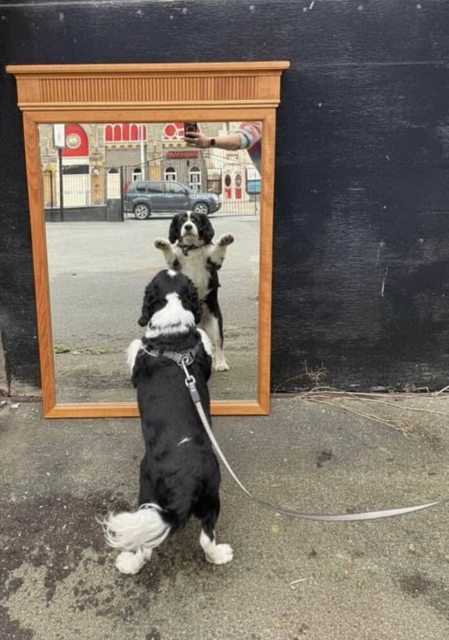 Outdoor mirror for sale reflecting black and white dog on leash with owner