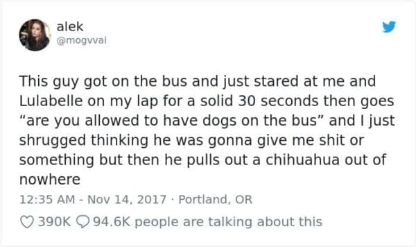 A hilarious dog meme screenshot of a tweet from @mogvvai. The text describes a tense 30-second stare-down with a man on a bus who asked if dogs were allowed, only for him to pull his own secret chihuahua out of nowhere once the user confirmed it was okay.
