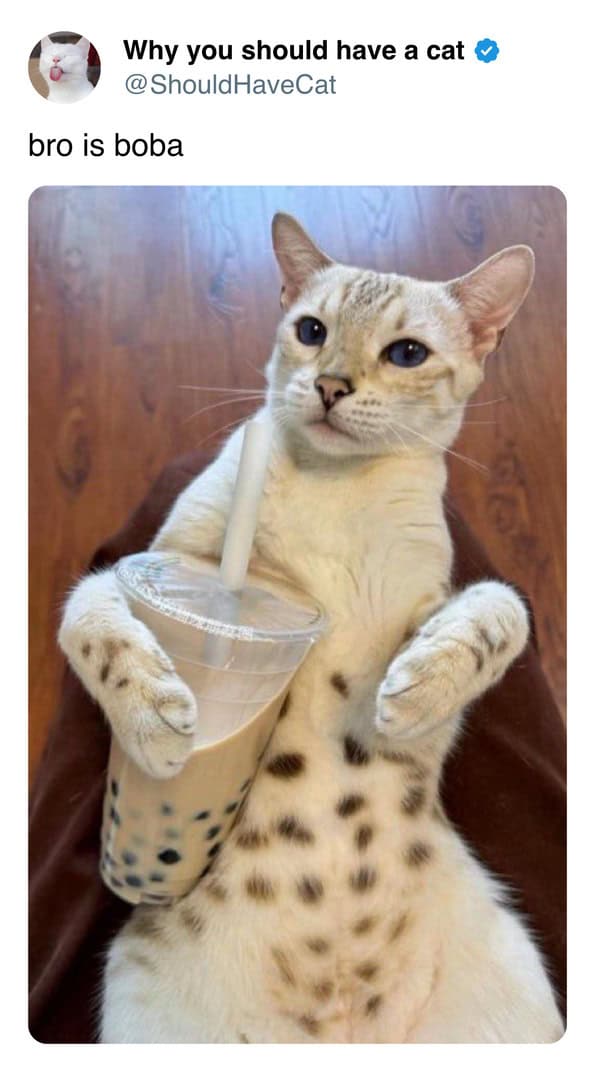 A visually iconic cat meme of a spotted white cat lounging comfortably on a person's lap while hugging a full cup of boba tea with its paws, captioned: "bro is boba."