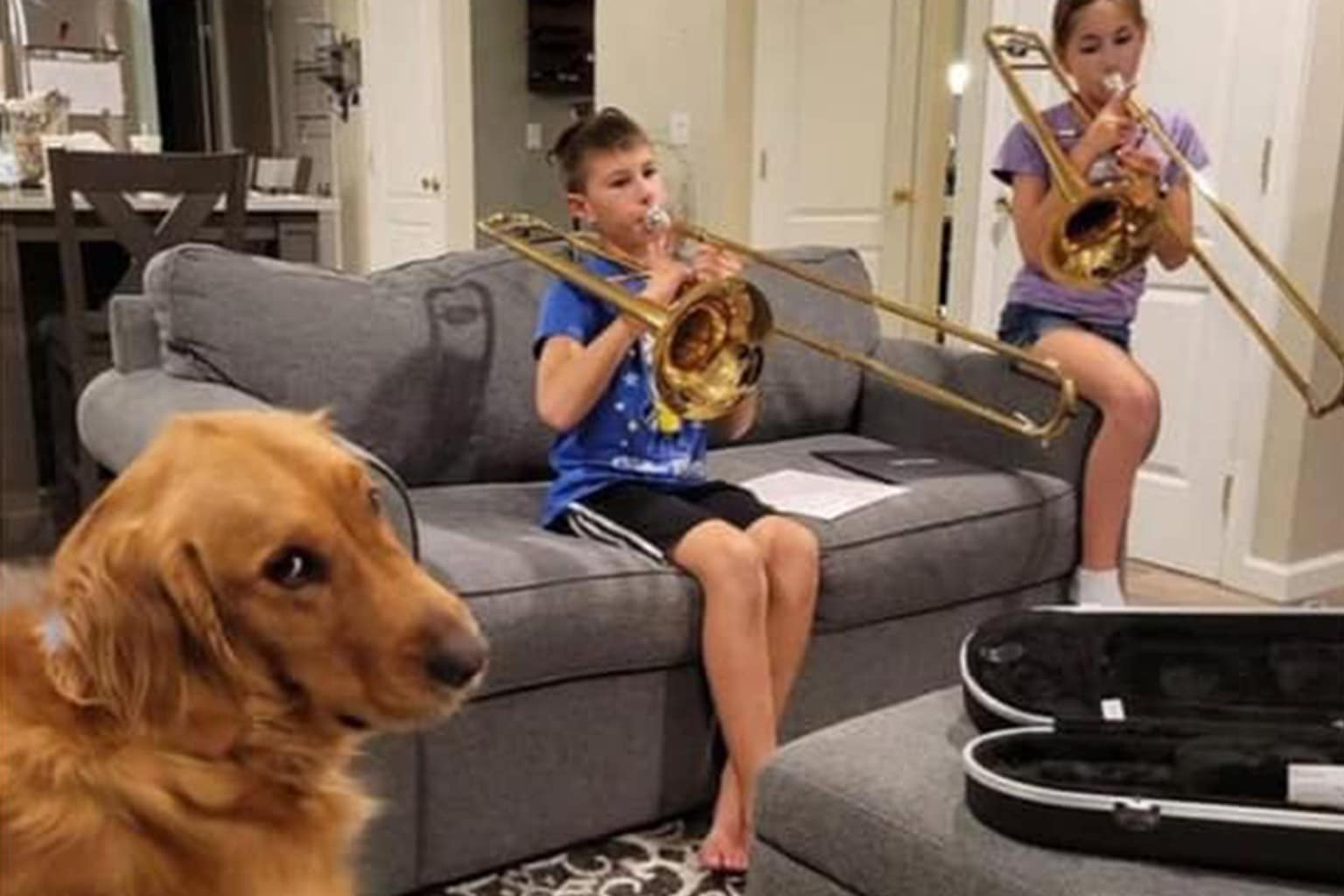 A collage of pet memes featuring a 1911 sled dog listening to a gramophone in the snow, a spotted cat hugging a boba tea, and a brown dachshund with a wooden spoon tied to its back to stop it from escaping a fence.