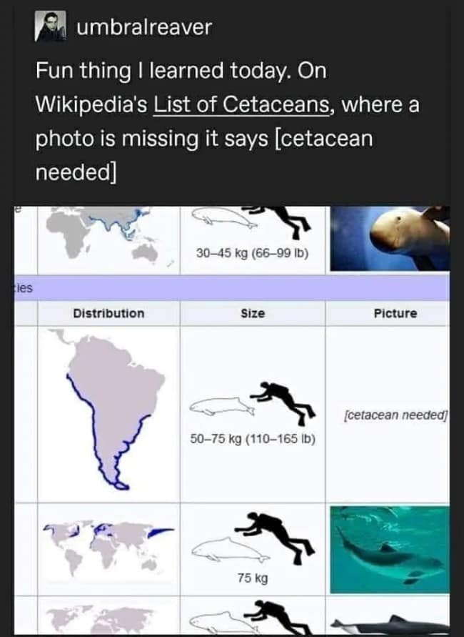 brilliant funny pun screenshot from Wikipedia’s List of Cetaceans. In the table where a photo is missing for a specific whale species, the placeholder text reads "[cetacean needed]," a play on the site's ubiquitous "[citation needed]" tag.