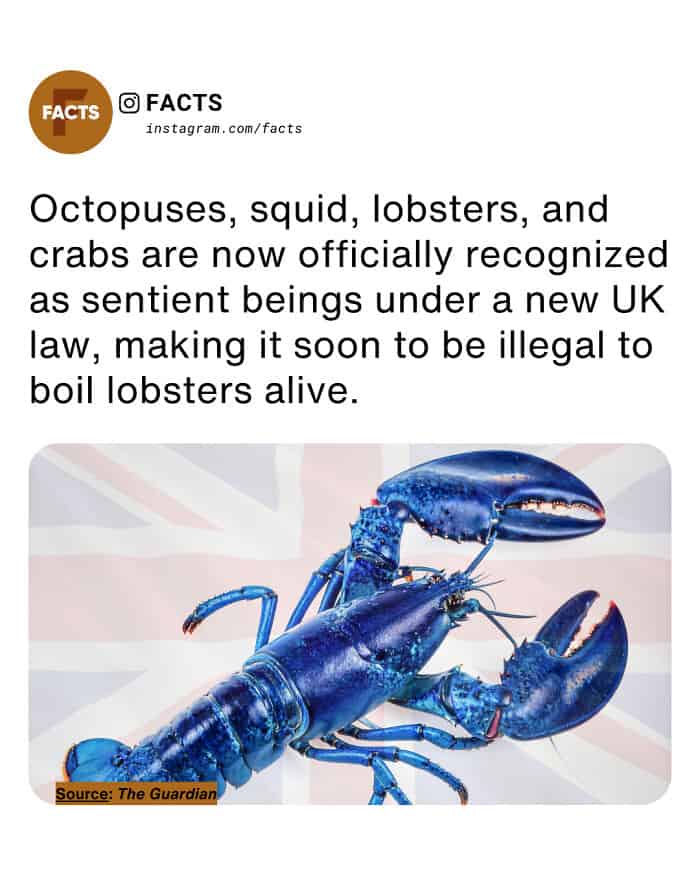 A vivid photo of a rare blue lobster. This legal random facts post explains that under a new UK law, cephalopods and decapod crustaceans—including octopuses, squid, and lobsters—are officially recognized as sentient beings, making it illegal to boil them alive.