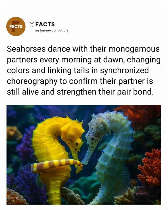 A vibrant underwater photo showing a yellow and a blue-grey seahorse linked at the tails. The text explains their monogamous "morning dance" ritual at dawn, where they link tails and change colors to confirm their partner is still alive and strengthen their bond.