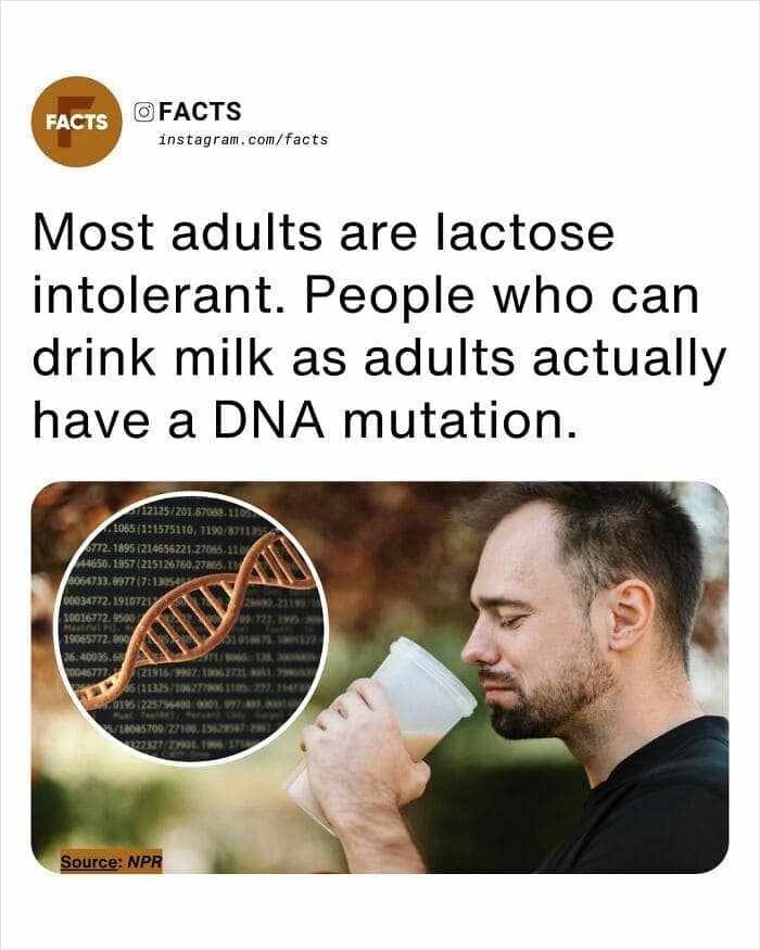 A science-based random facts graphic showing a man drinking a protein shake next to a glowing DNA double helix. The text notes that most adults are actually lactose intolerant, and those who can digest milk into adulthood possess a specific DNA mutation.