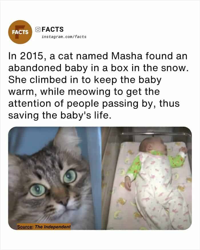 A heartwarming random facts graphic featuring a tabby cat named Masha. The story describes how Masha discovered an abandoned baby in a box in the snow in 2015 and saved the child's life by climbing in to provide warmth while meowing to attract passersby.