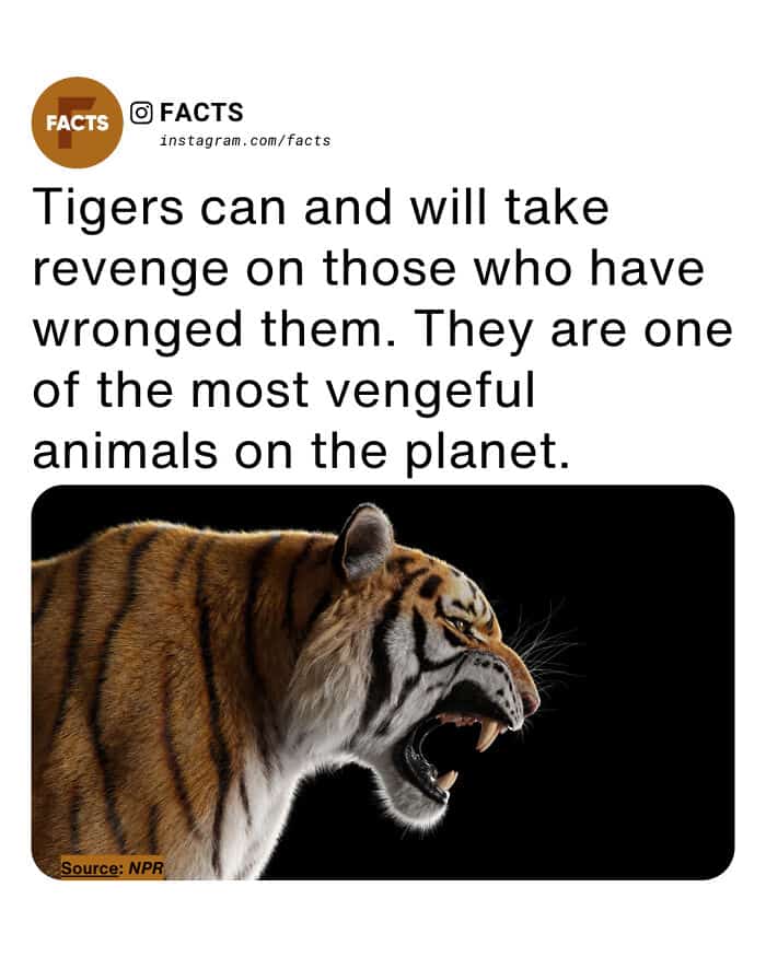A striking close-up of a tiger snarling with its teeth bared against a dark background. The text highlights one of the more intense random facts of the animal kingdom: tigers are among the most vengeful creatures on Earth and are known to specifically target those who have wronged them.