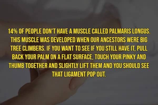 Rare human traits fact explaining 14% of people are missing the palmaris longus muscle from a tree-climbing past.