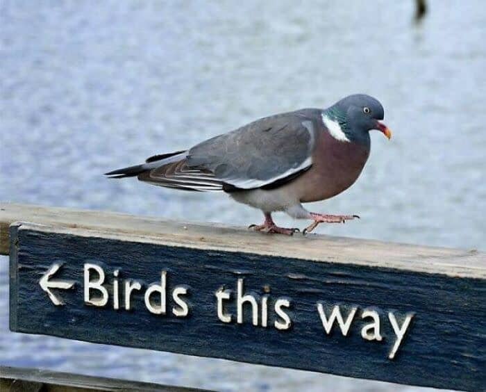 Pigeon perched directly on top of wooden Birds This Way directional sign outdoors