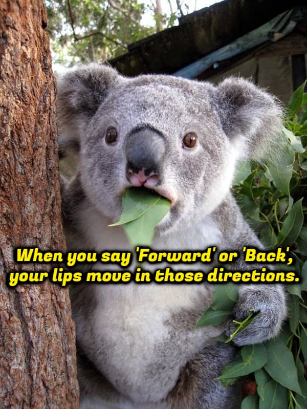Surprised koala meme captioned with observation about lips moving forward or backward when saying those words.