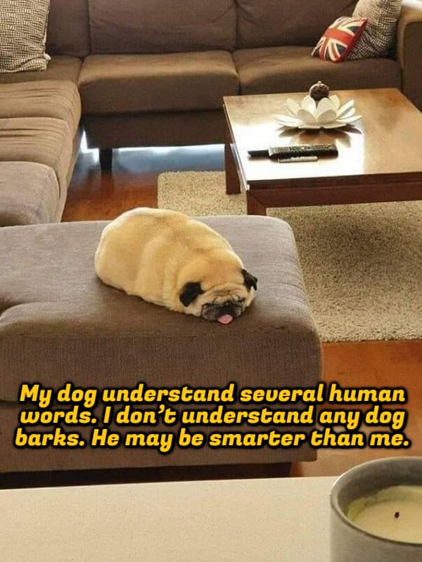 A pug lying flat on an ottoman with a shower thought about dog intelligence.