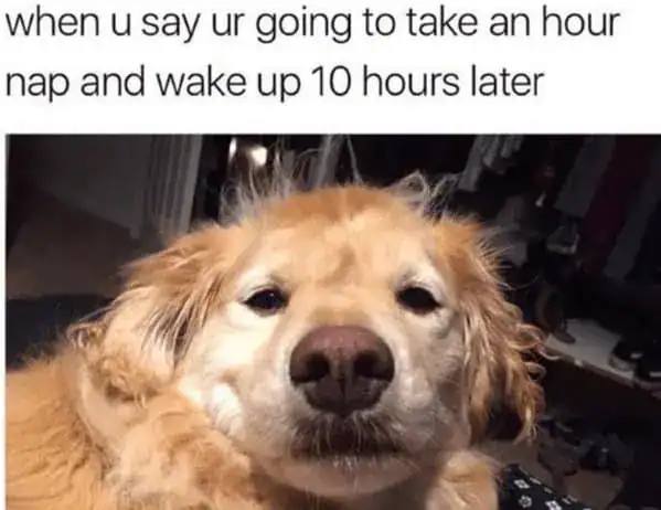 hilarious sleep meme featuring a disheveled golden retriever with wild, static-charged fur. The caption describes the relatable trauma of planning a quick one-hour nap but waking up ten hours later in total spatial and temporal confusion.