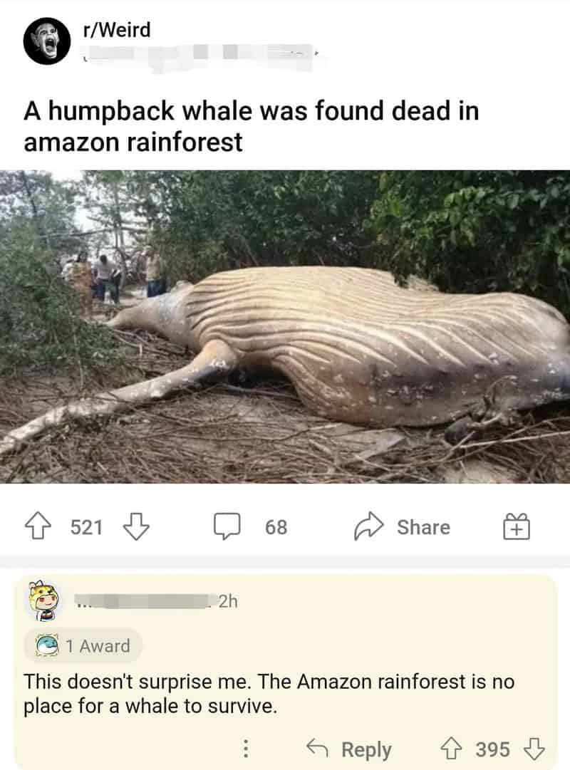 Reddit post showcasing a technically correct meme about a humpback whale found dead in the Amazon rainforest. A commenter deadpans, "This doesn't surprise me. The Amazon rainforest is no place for a whale to survive," correctly identifying the habitat mismatch.
