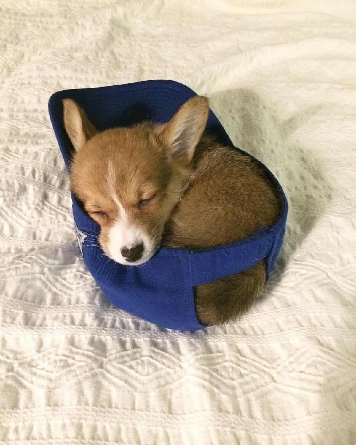 tiny animal portrait featuring a fuzzy Corgi puppy curled up perfectly inside a blue baseball cap. The puppy's oversized ears take up half the hat as it naps peacefully on a white quilted bedspread.
