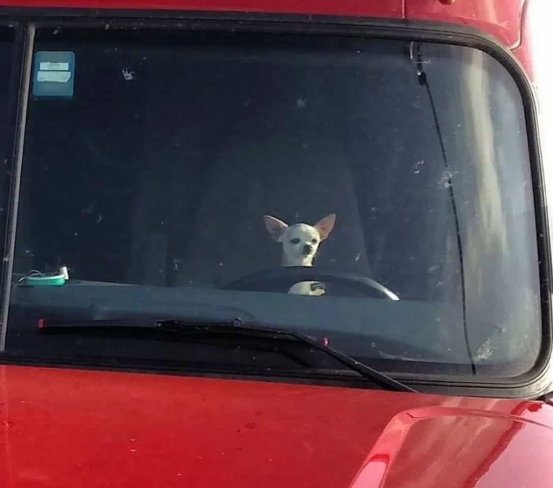 tiny animal action shot of a white Chihuahua sitting behind the massive steering wheel of a red truck. The dog stares out the windshield with an expression of intense professional focus, ready to haul freight across the state.