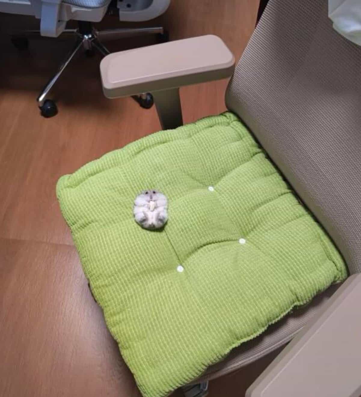 tiny animal perspective shot showing a minuscule grey and white hamster lying flat on its back in the dead center of a massive, tufted lime-green office chair cushion. The hamster looks like a tiny fuzzy button on a giant lime-colored landscape.
