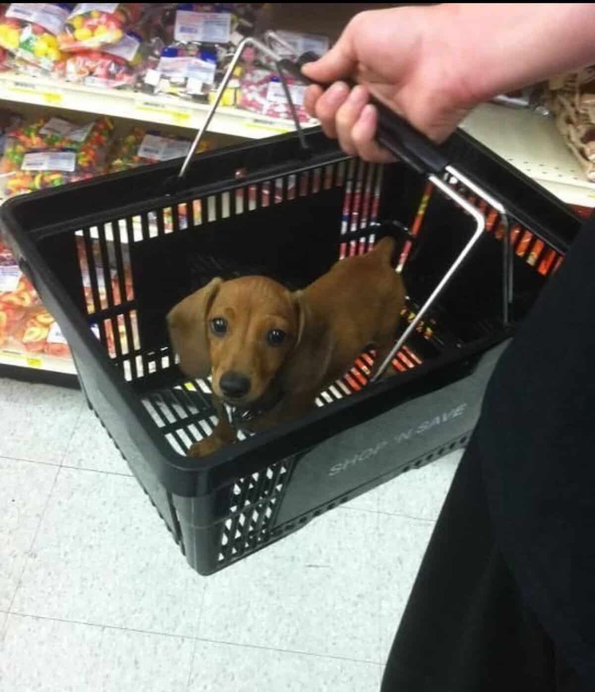 tiny animal captured during a supply run. A smooth-haired dachshund puppy sits calmly inside a black plastic handheld shopping basket at a grocery store, looking up with large, soulful eyes as it’s carried through the candy aisle.