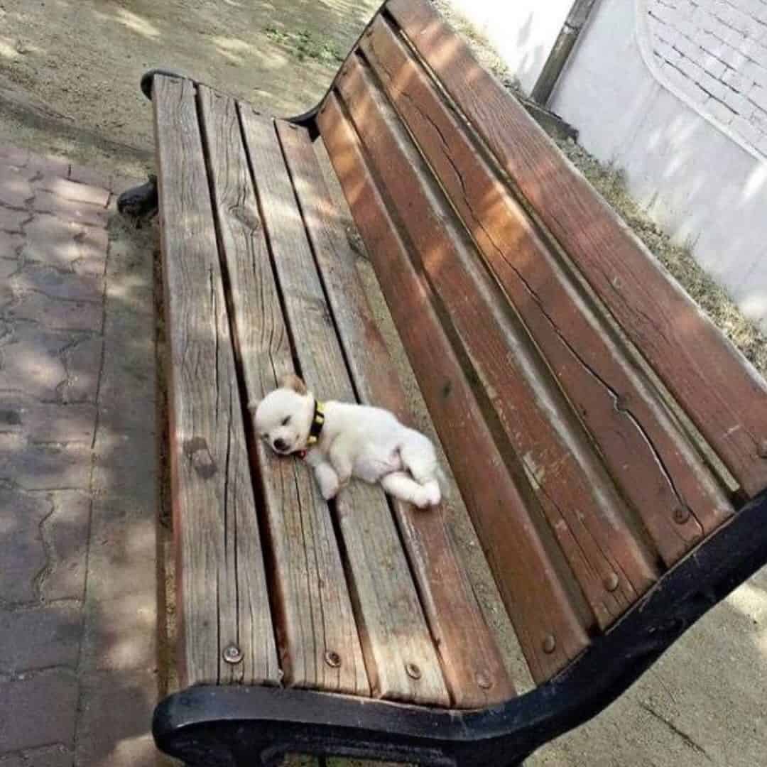 tiny animal moment featuring a small white puppy fast asleep on a large, weathered wooden park bench. The puppy is sprawled out horizontally, taking up only a fraction of a single wooden slat, completely oblivious to the scale of the world around it.