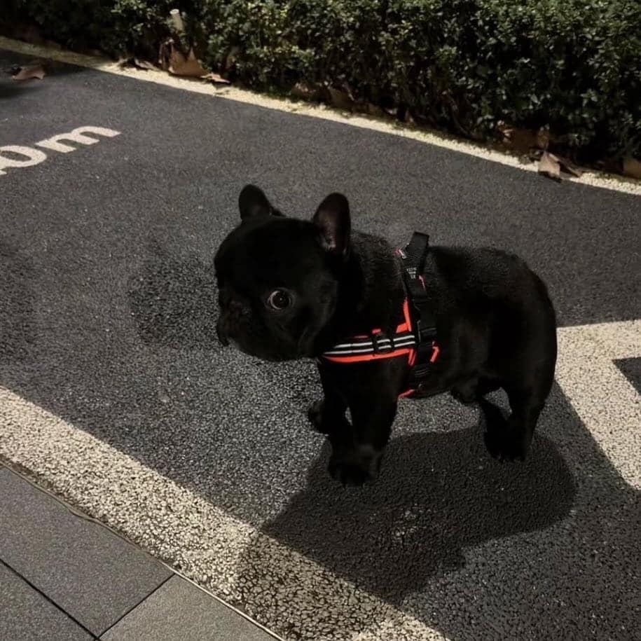 tiny animal action shot of a pitch-black French Bulldog puppy standing on a sun-drenched asphalt path. The puppy is wearing a black harness with red trim and has one eye wide open, giving it an expression of hilarious, permanent surprise.
