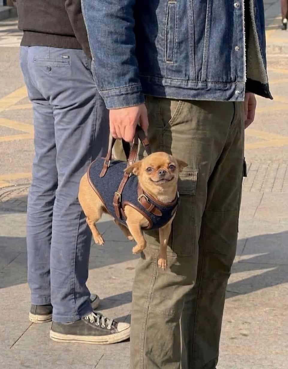 tiny animal transport solution. A person in a denim jacket and cargo pants holds a small tan Chihuahua by the "handbags" of its custom denim harness. The dog looks incredibly smug and satisfied to be carried through the city like a piece of high-fashion luggage.