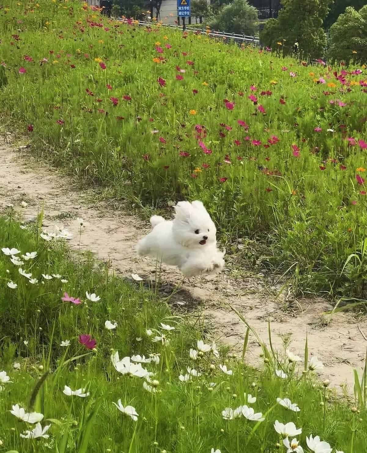 tiny animal dynamic shot of a small white fluffy dog caught mid-air as it gallops through a lush field of tall green grass and pink and white wildflowers. The dog has a look of pure, unbridled joy on its face as it "flies" over the dirt path.