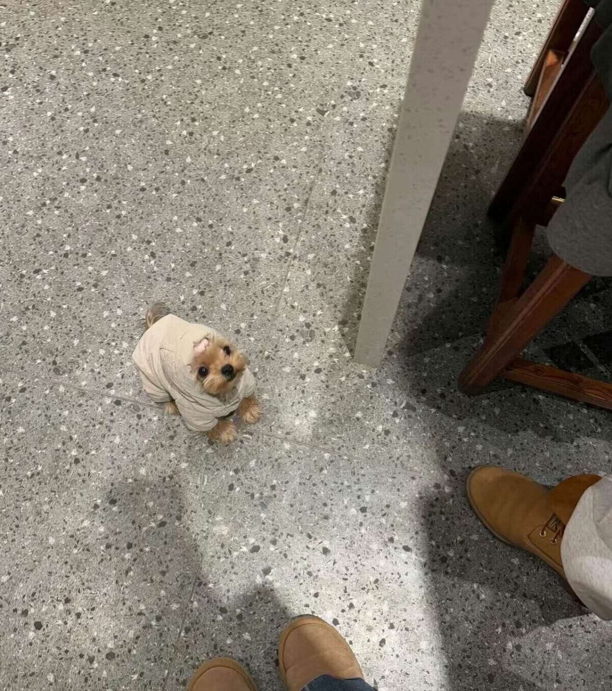 tiny animal fashion statement showing a miniature Yorkie puppy standing on a speckled grey tile floor. The puppy is bundled up in a tan, quilted puffer vest that covers its entire body, looking up expectantly at the giant human world above.