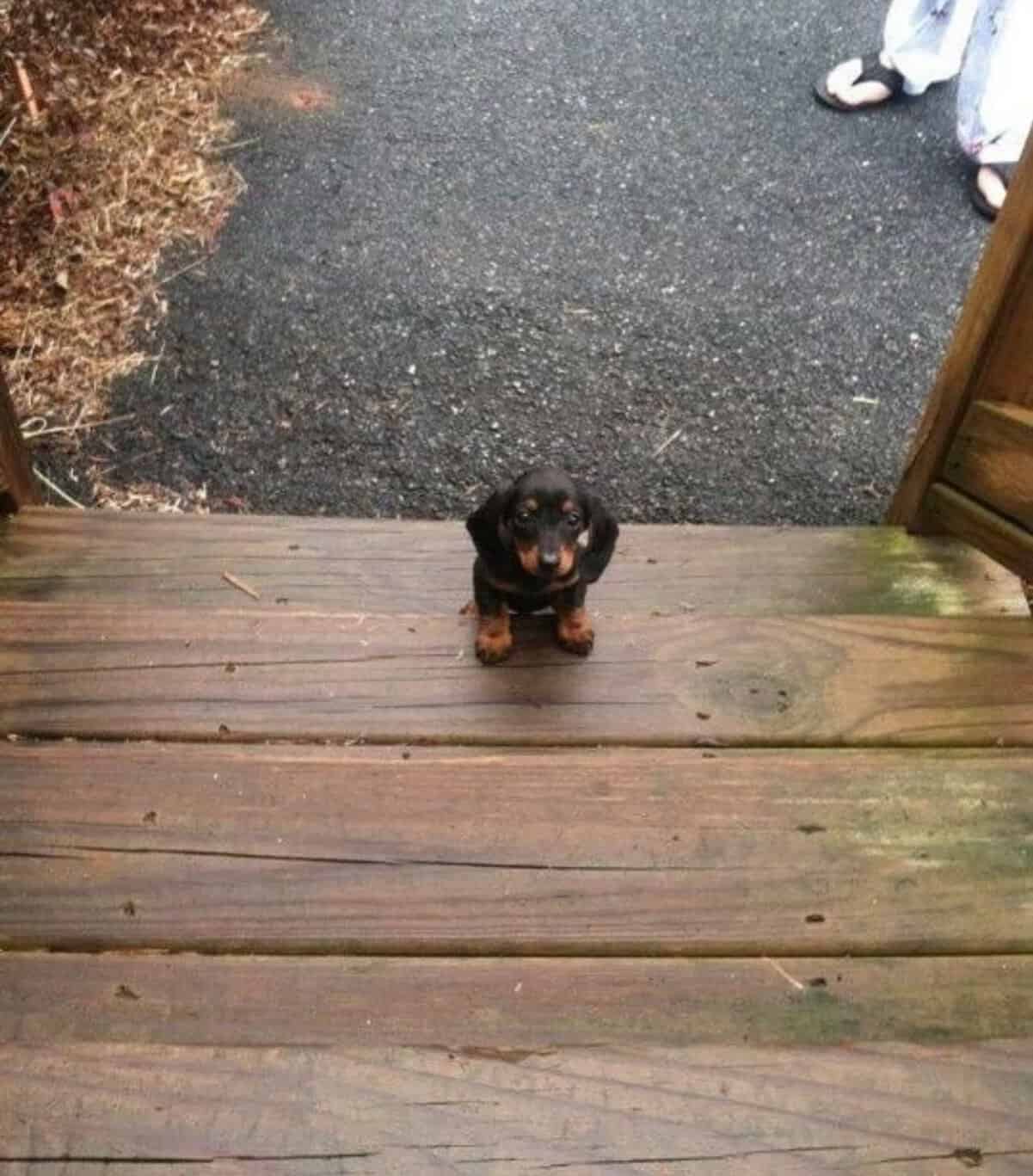 tiny animal overcoming obstacles. A black and tan dachshund puppy sits at the very edge of a wooden porch step, staring out at the driveway. The puppy is so small that the gap between the wooden planks looks like a canyon to its tiny paws.