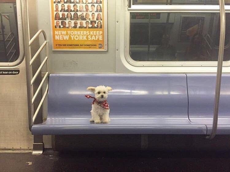 tiny animal commuter shot. A small, scruffy white dog sits alone on the long blue plastic bench of a New York City subway car. The dog is wearing a jaunty red-and-white checkered bandana and looks perfectly at home during rush hour.