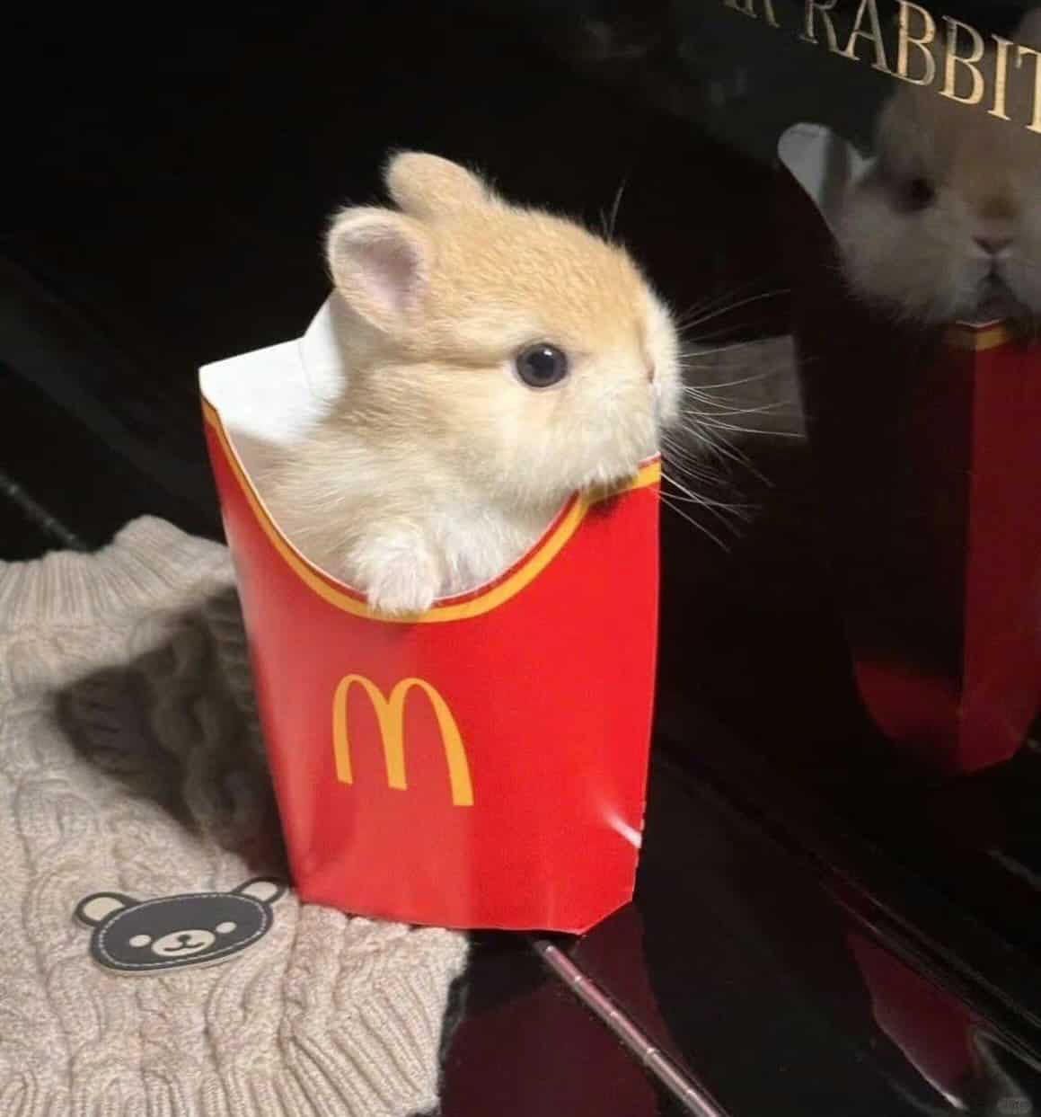 tiny animal shot of a minuscule, fluffy tan bunny peeking out from a classic red and yellow McDonald's French fry container. The bunny is so small it barely fills the carton, its dark eye looking curiously ahead.