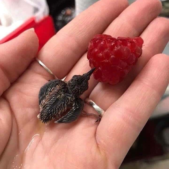 tiny animal close-up of a minuscule baby bird resting on a human hand. The bird is so incredibly small that a single red raspberry sitting next to it looks like a giant, insurmountable boulder in comparison.