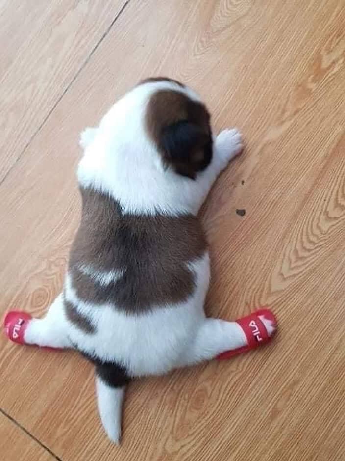 tiny animal view from above of a brown and white puppy lying completely flat on a wooden floor. The puppy's back legs are stretched out behind it, and it is wearing tiny red "Fila" brand socks on its paws.