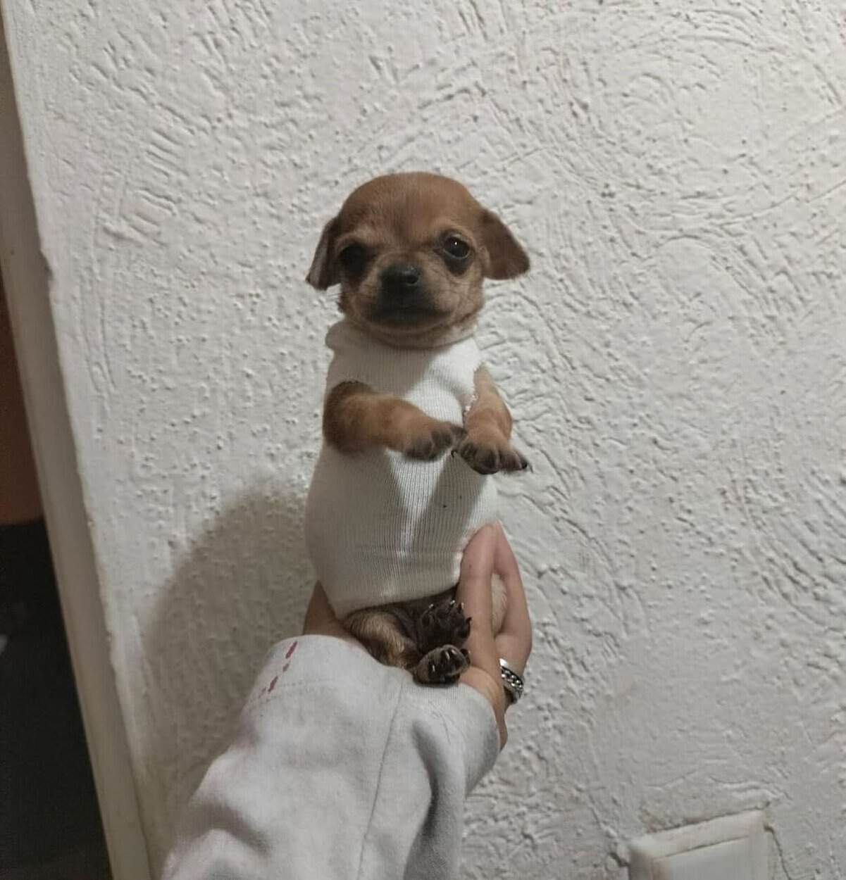 tiny animal photo of a small brown Chihuahua puppy standing upright in a person's palm. The puppy is wearing a fitted white ribbed tank top, looking like a miniature gym bro ready for a very short workout.