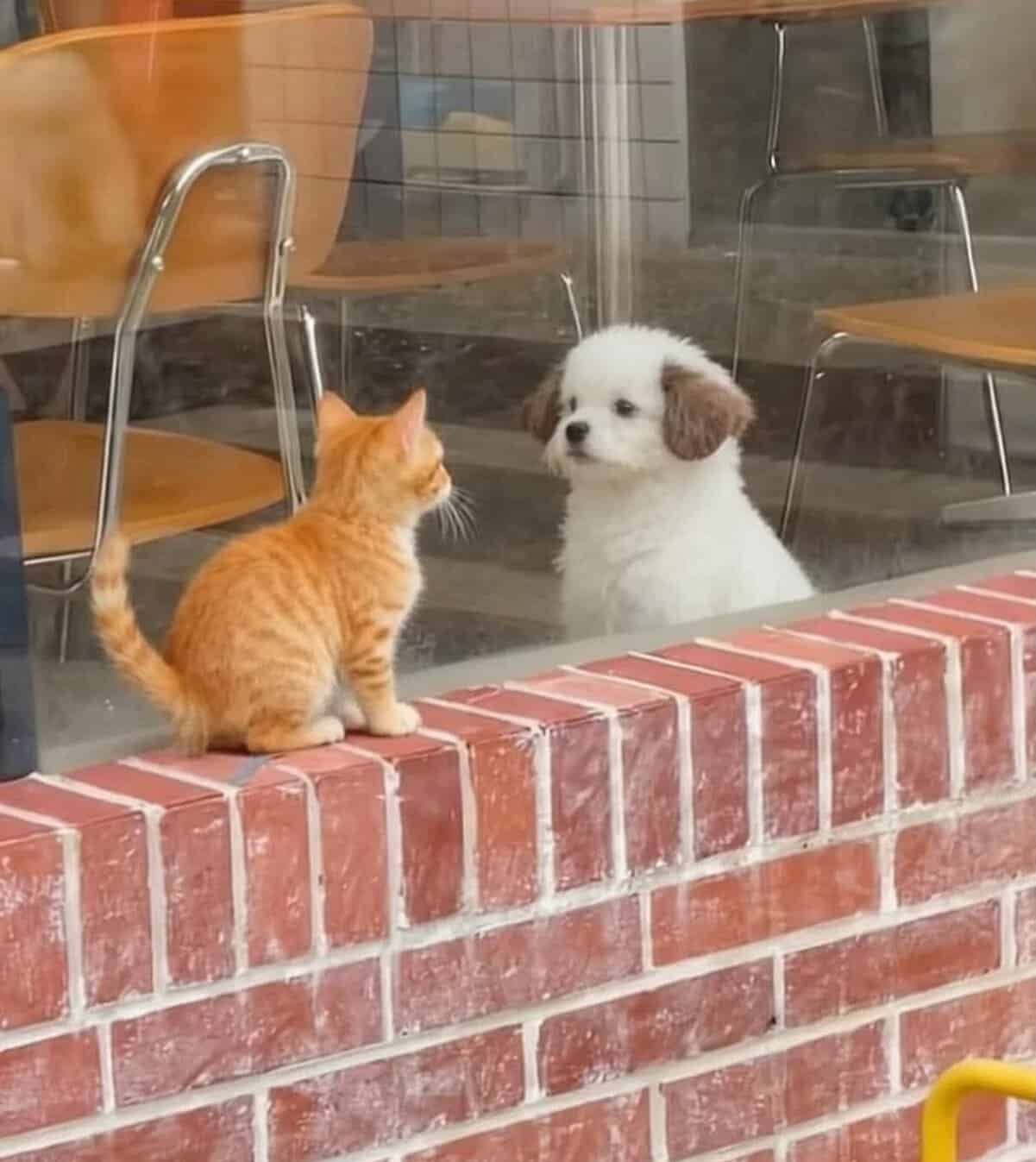 tiny animal encounter featuring a small orange tabby kitten sitting on a brick ledge, staring through a window at a fluffy white puppy inside a cafe. The two are locked in a silent, adorable across-the-glass standoff.