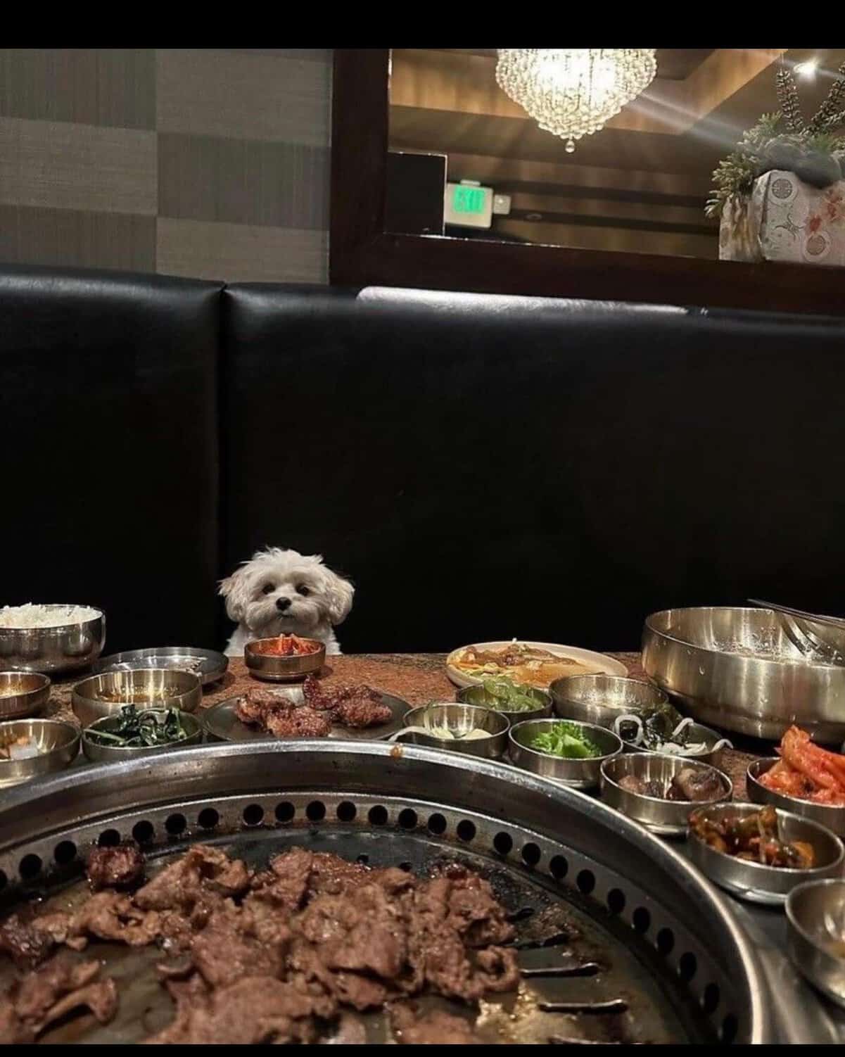 tiny animal moment in a restaurant where a minuscule white fluffy dog sits in a black leather booth. The table in front of it is covered in dozens of bowls of Korean BBQ side dishes, making the dog look like a very small, very hungry VIP.