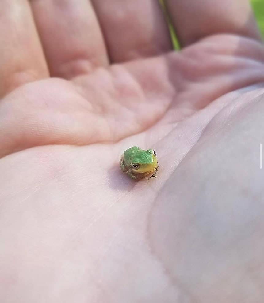 tiny animal macro shot of a bright green tree frog sitting in the deep creases of a human palm. The frog is so small it’s barely the size of a fingernail, with big dark eyes and a gold-tinted belly.