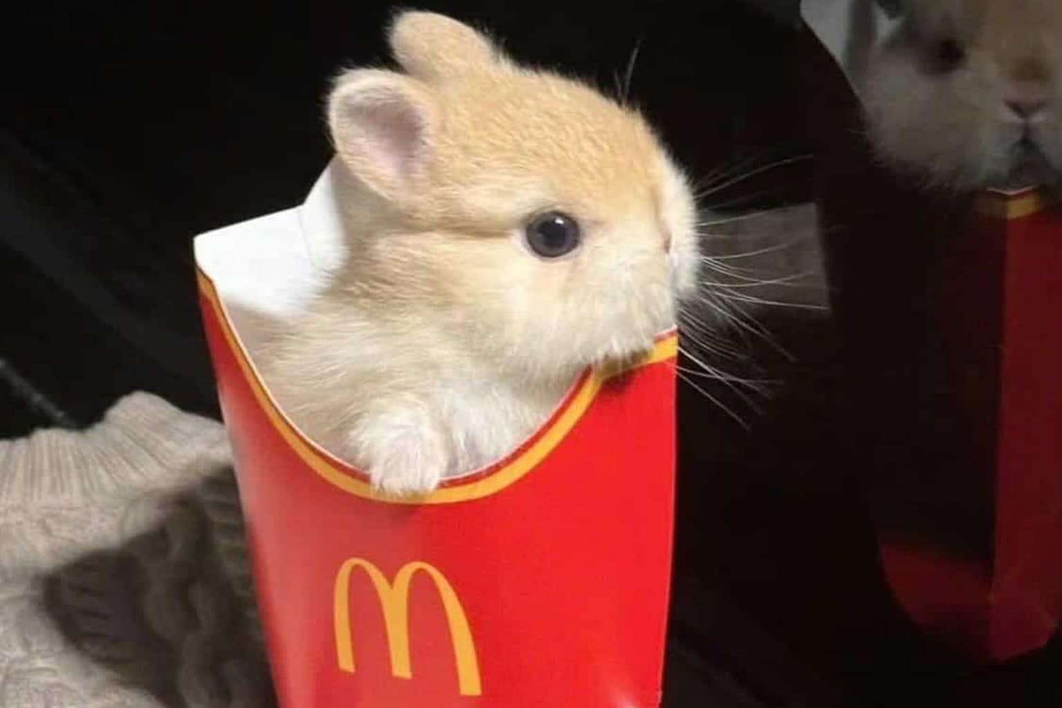 A massive gallery of tiny animals from April 2026, featuring a tan bunny snugly tucked into a McDonald's fry carton, a miniature Chihuahua rocking a white ribbed tank top, and a tiny hamster appearing as a mere speck on a giant green office chair cushion.