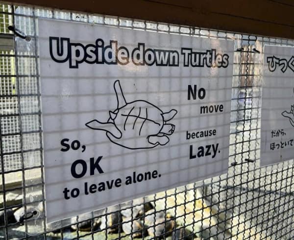 A judgmental translation fail on a turtle enclosure sign. It features an illustration of a turtle on its back and explains the lack of movement with the blunt text: "Upside down Turtles / No move because Lazy. So, OK to leave alone."