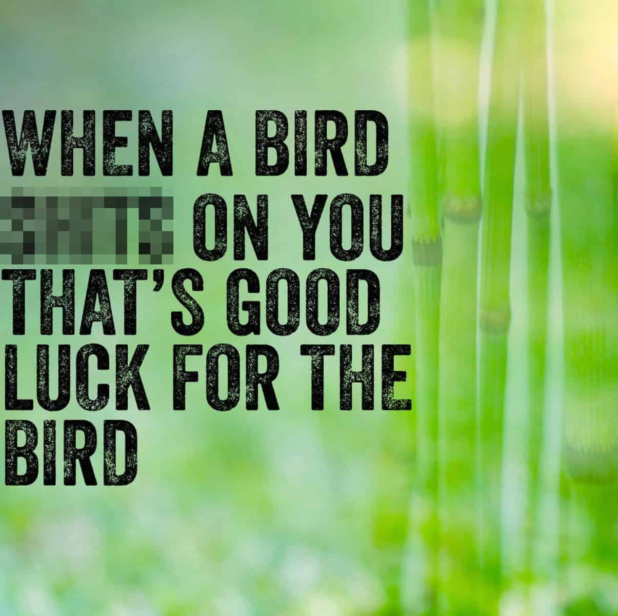 Green bamboo background with censored text explaining getting pooped on is only lucky for the bird.