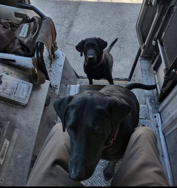 Two black Labrador dogs greet UPS driver inside delivery truck during route stop