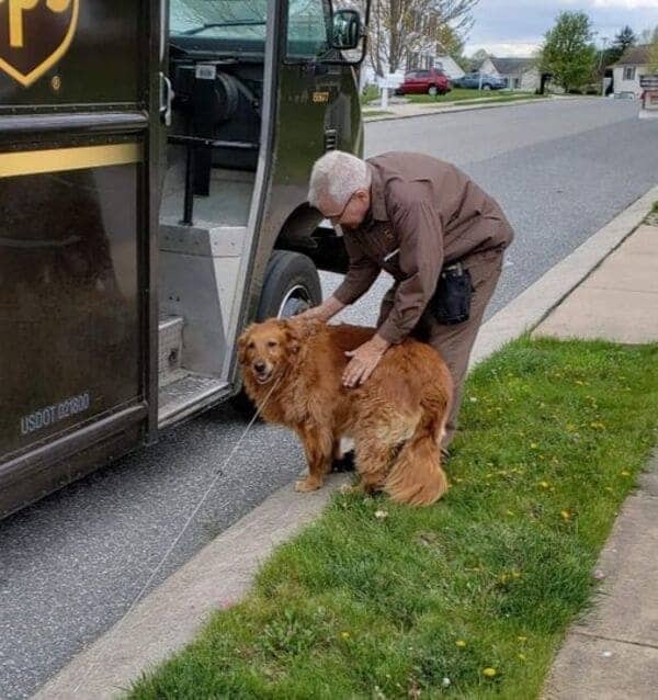Older UPS driver with gray hair lovingly pets golden retriever on grass by truck