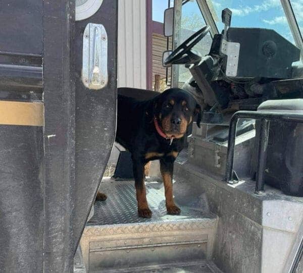 ottweiler stands confidently on steps of UPS delivery truck interior during shift