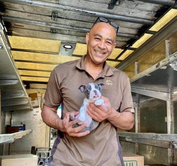 UPS driver holds tiny French bulldog puppy with pink tongue out inside delivery truck