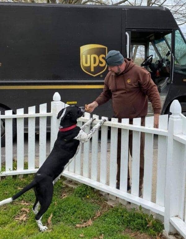 UPS driver reaches over white picket fence to hand treat to eager black and white dog
