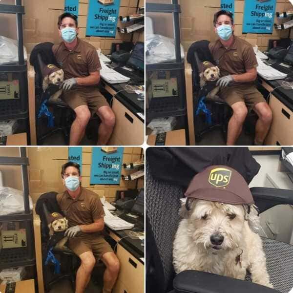 UPS driver poses with small fluffy shop dog wearing official brown UPS cap in office