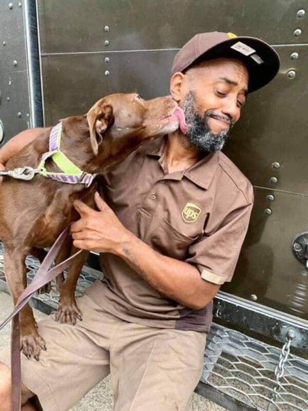 UPS delivery driver receives enthusiastic kiss from chocolate lab dog on route