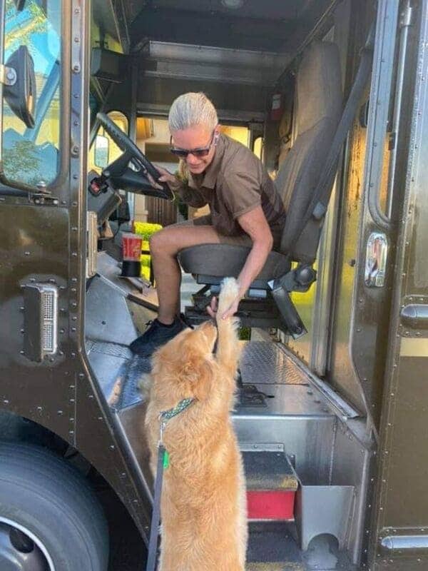 Golden retriever stands up on UPS truck steps to greet female driver in uniform