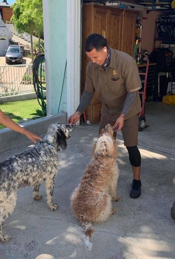 UPS driver gives treats to two excited dogs at front door during package delivery